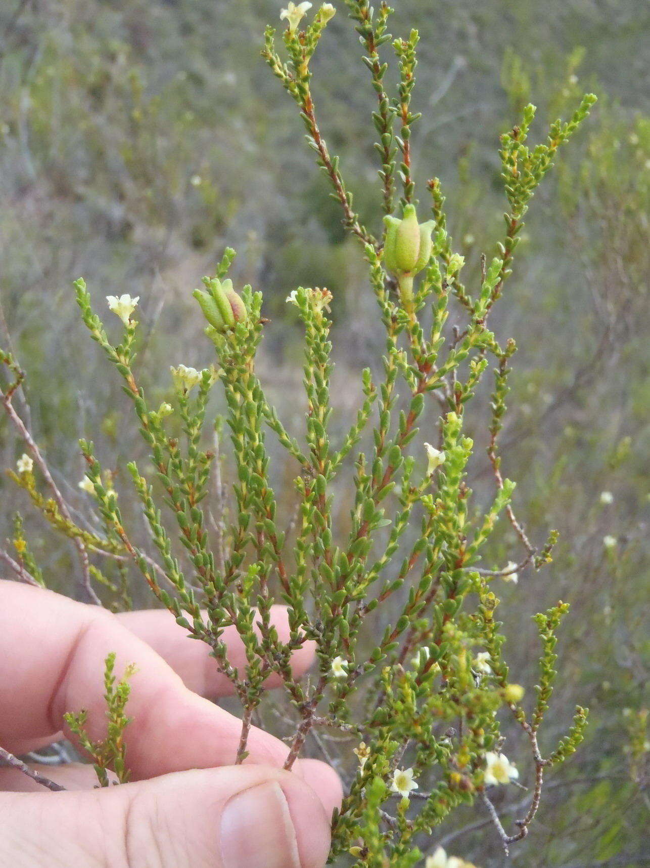 Image of Diosma prama I. Williams