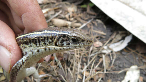 Image of Yellow-throated Plated Lizard