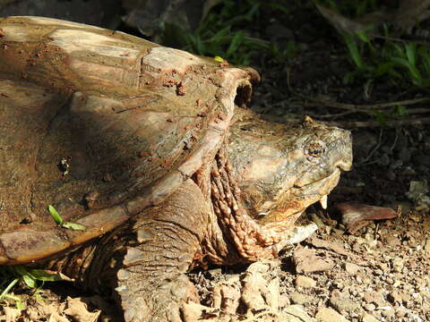 Image of South American snapping turtle