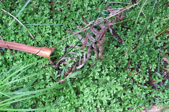 Imagem de Selaginella kraussiana (G. Kunze) A. Br.