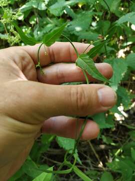 Image of Vincetoxicum scandens Sommier & Levier