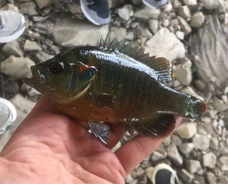 Image of Redspotted Sunfish