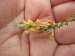 Image of Aspalathus ericifolia subsp. ericifolia