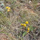 Image de Tanacetum kittaryanum subsp. sclerophyllum (Krasch.) Tzvel.