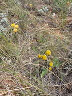 Image of Tanacetum kittaryanum subsp. sclerophyllum (Krasch.) Tzvel.