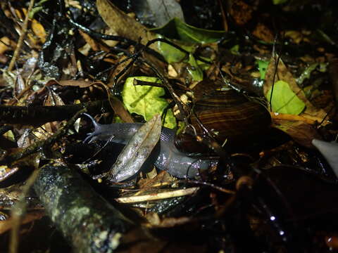 Image of Powelliphanta traversi (Powell 1930)