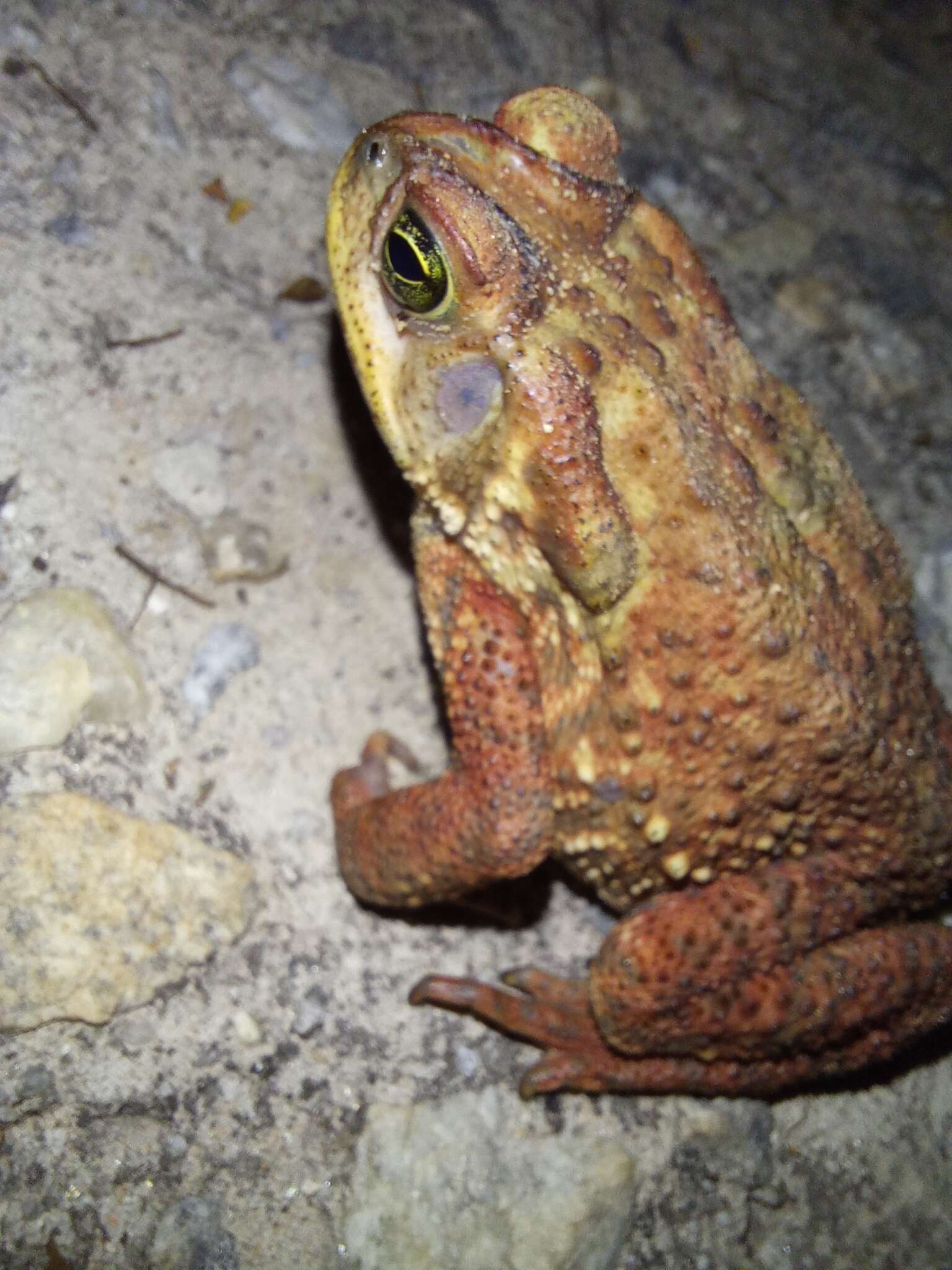 Rhinella rubescens (Lutz 1925) resmi