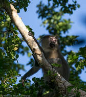 Image of Tana River Crested Mangabey