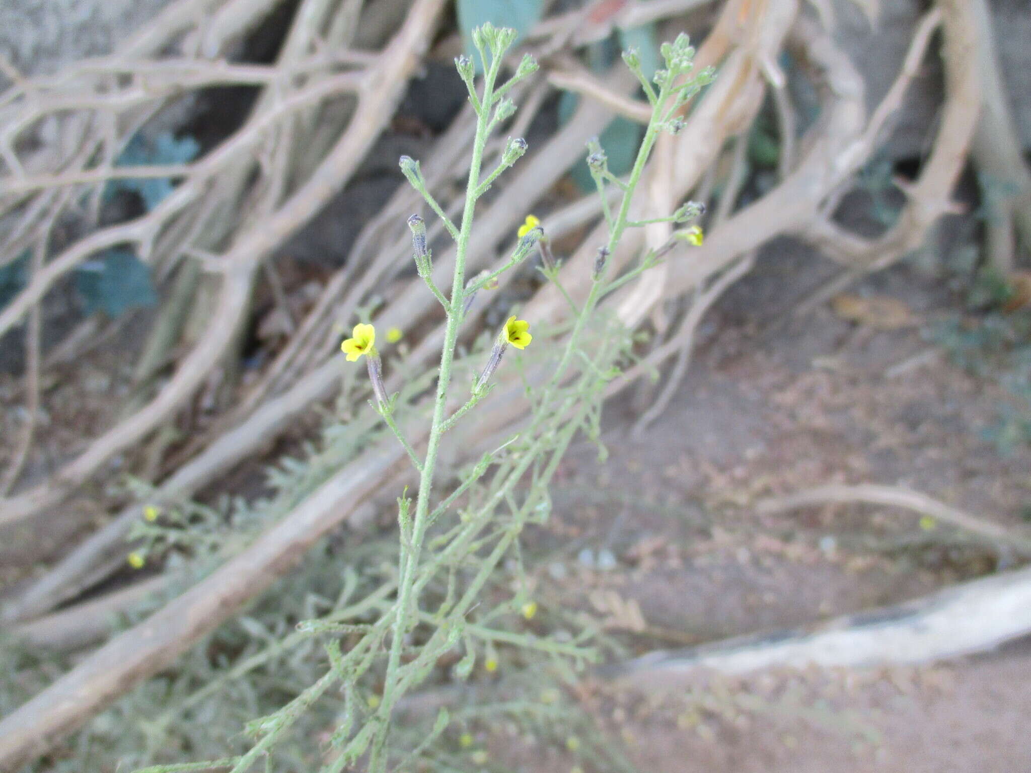 Image of Jamesbrittenia canescens (Benth.) O. M. Hilliard