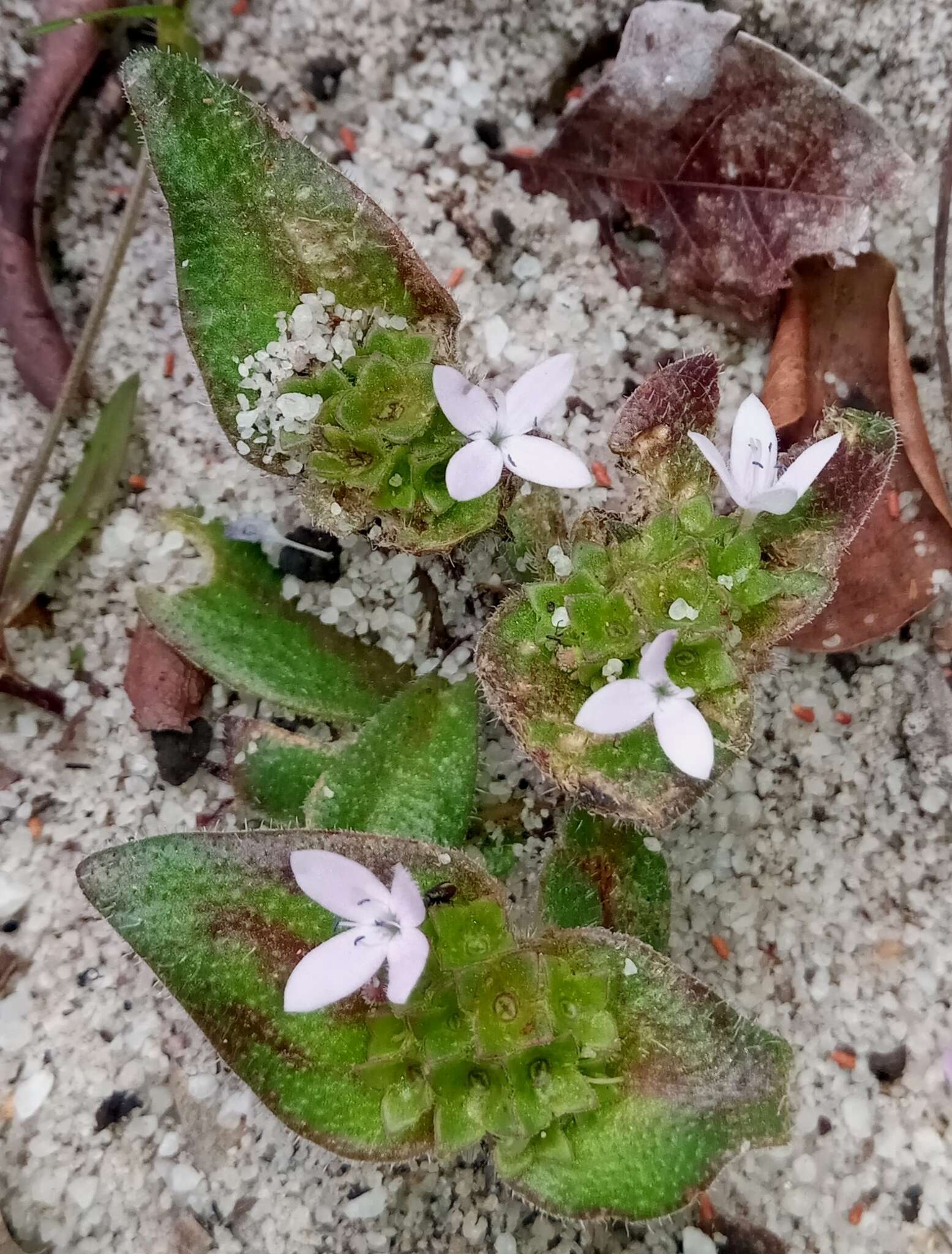 Image de Phialiphora bevazahensis Groeninckx