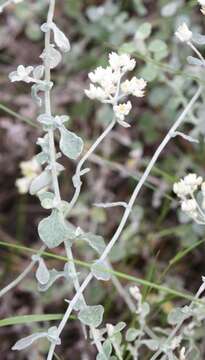 Image of Helichrysum pandurifolium Schrenk