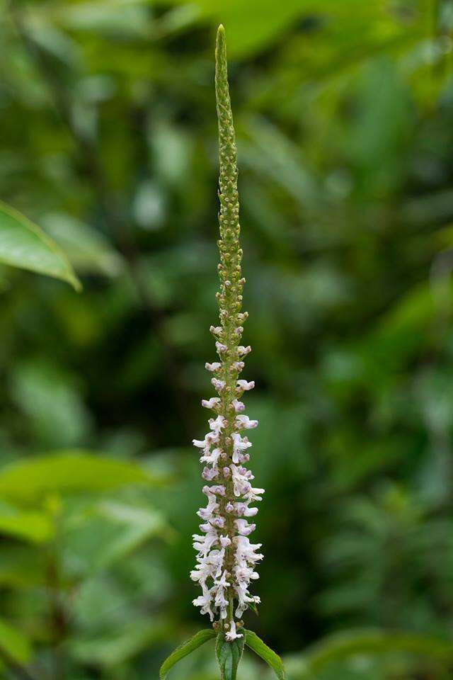 Image of <i>Coleus adenanthus</i>