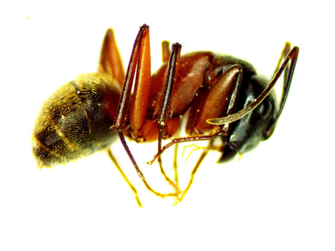 Imagem de Camponotus chromaiodes Bolton 1995