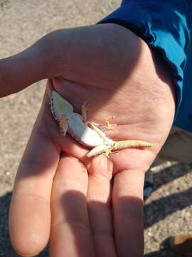 Image of Namib Day Gecko