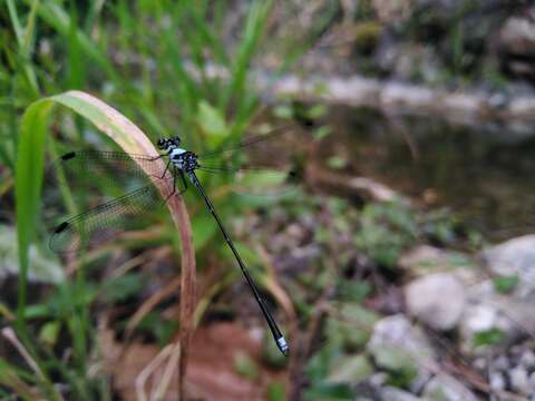 Image of Hypolestes hatuey Torres-Cambas 2015