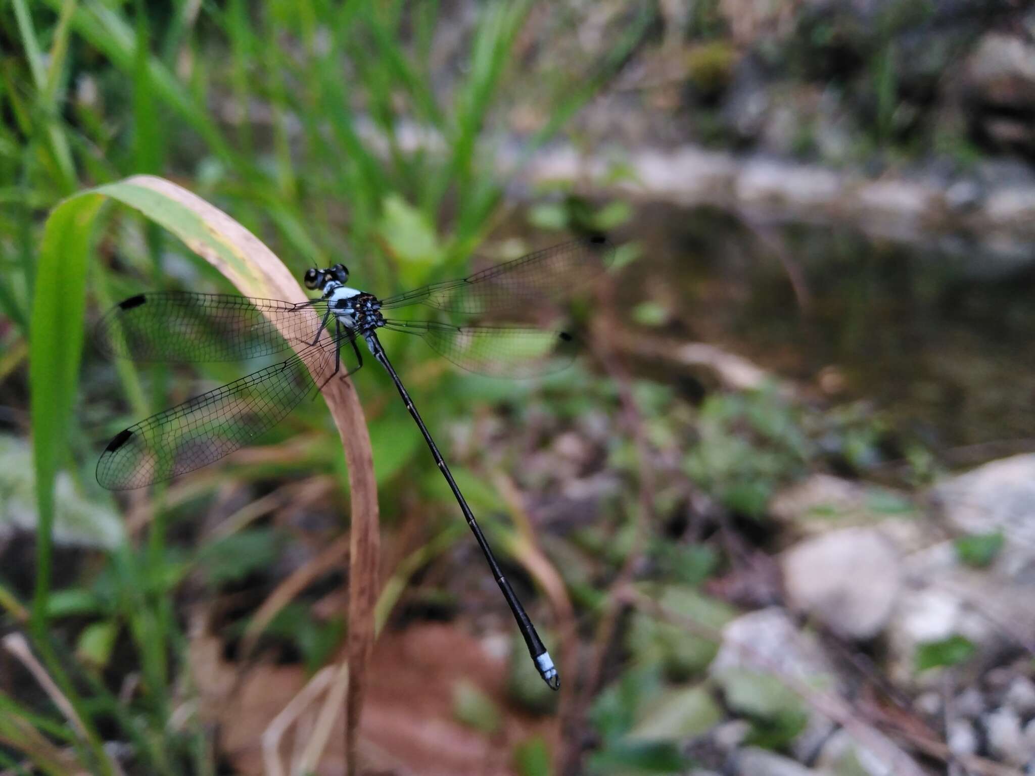 Image de Hypolestes hatuey Torres-Cambas 2015