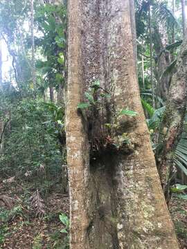 Image of Sloanea australis (Benth.) F. Müll.