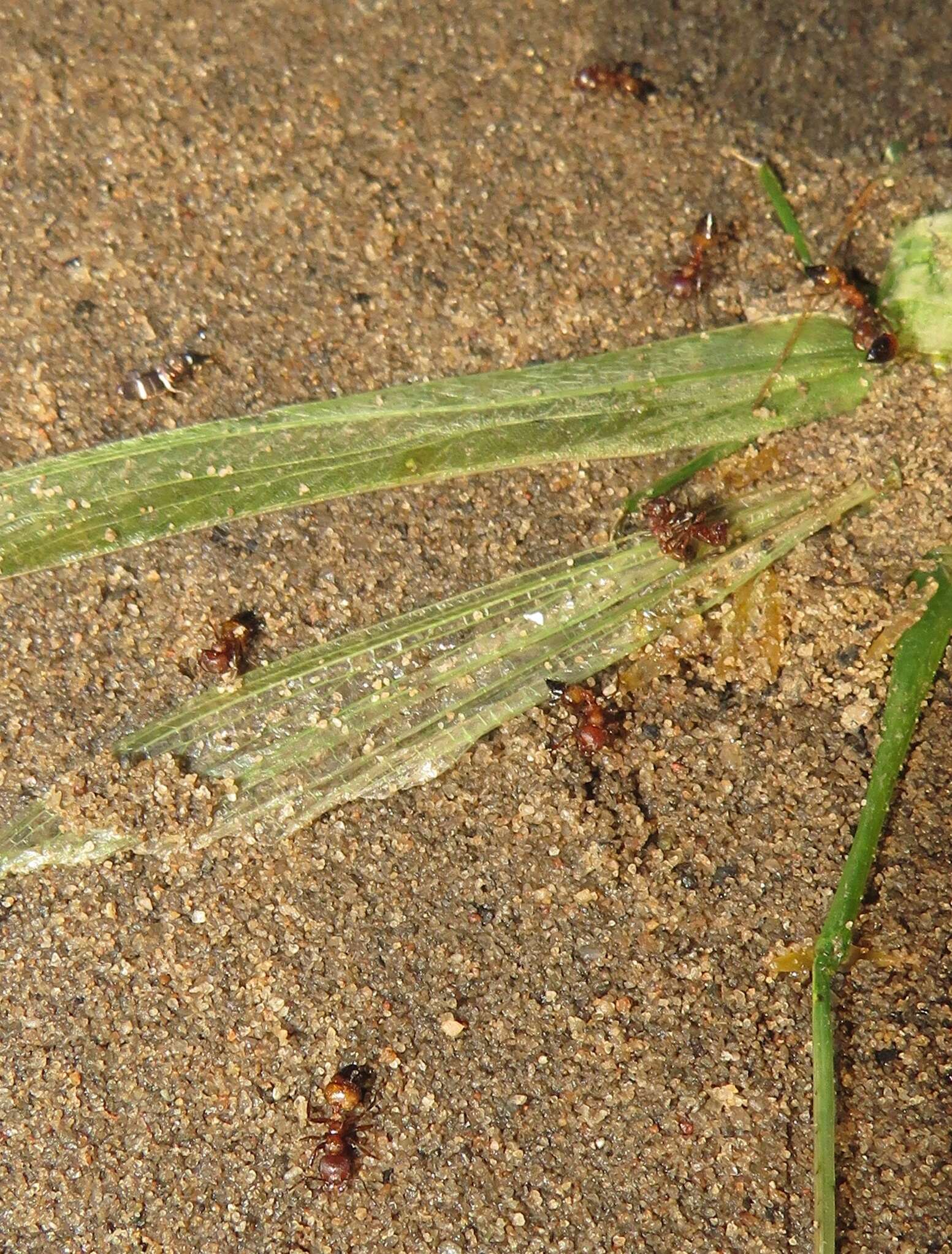 Image of Xenolepisma Mendes 1981