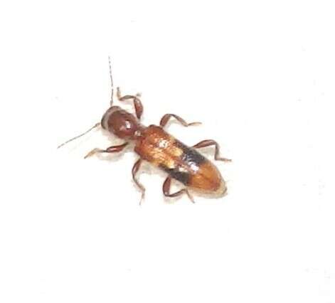 Image of Priocera