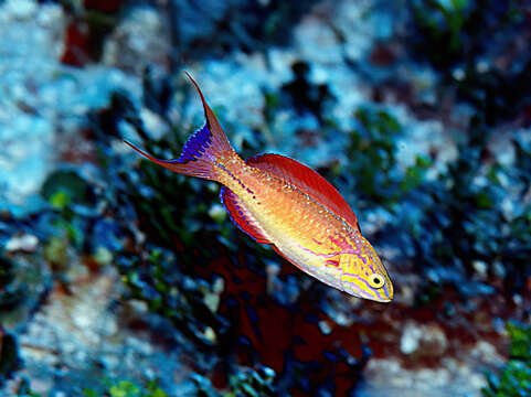 Image of Johnson&#39;s wrasse