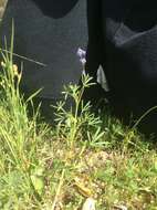 Image of summer lupine