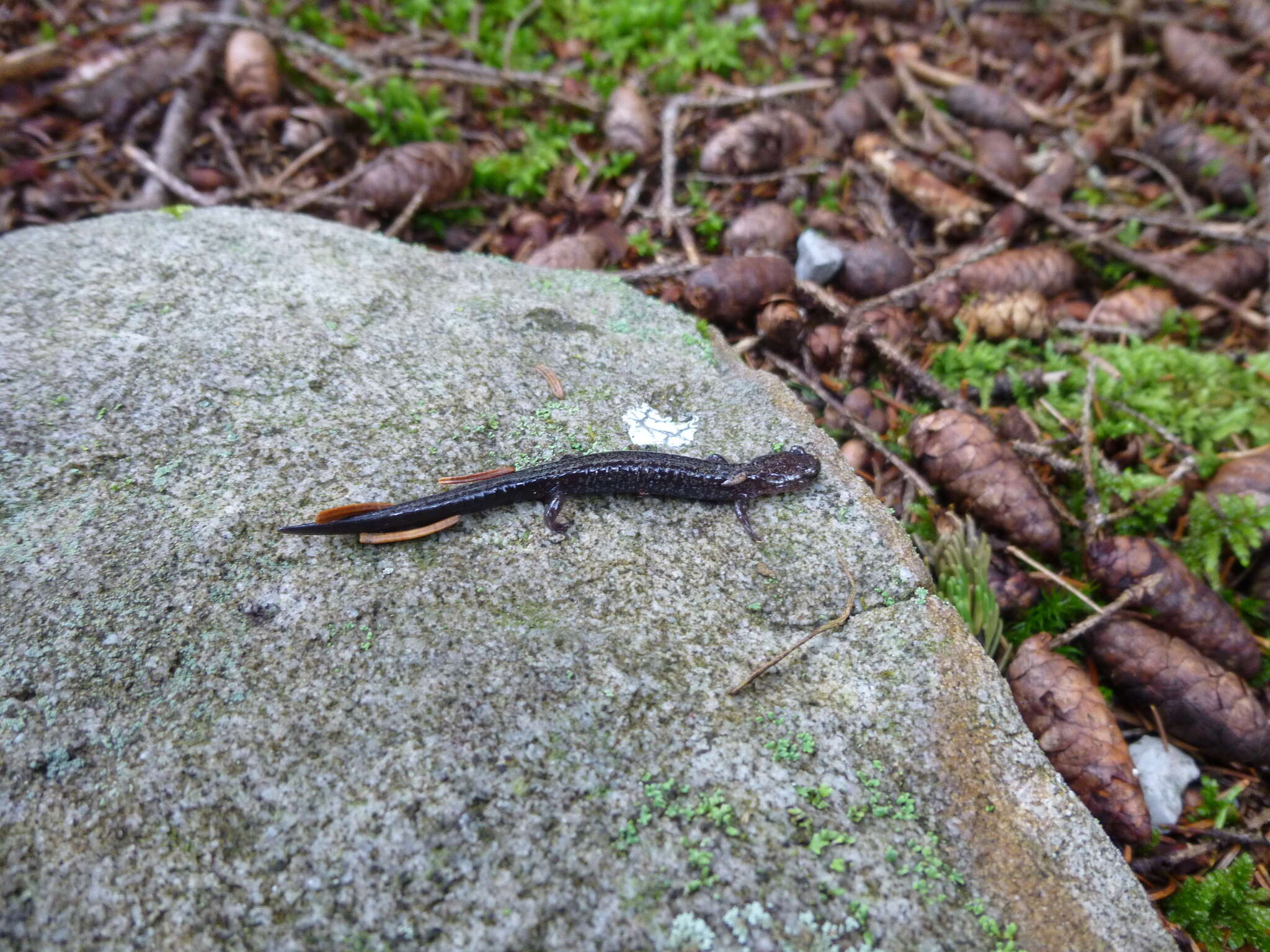 Image de Plethodon nettingi Green 1938