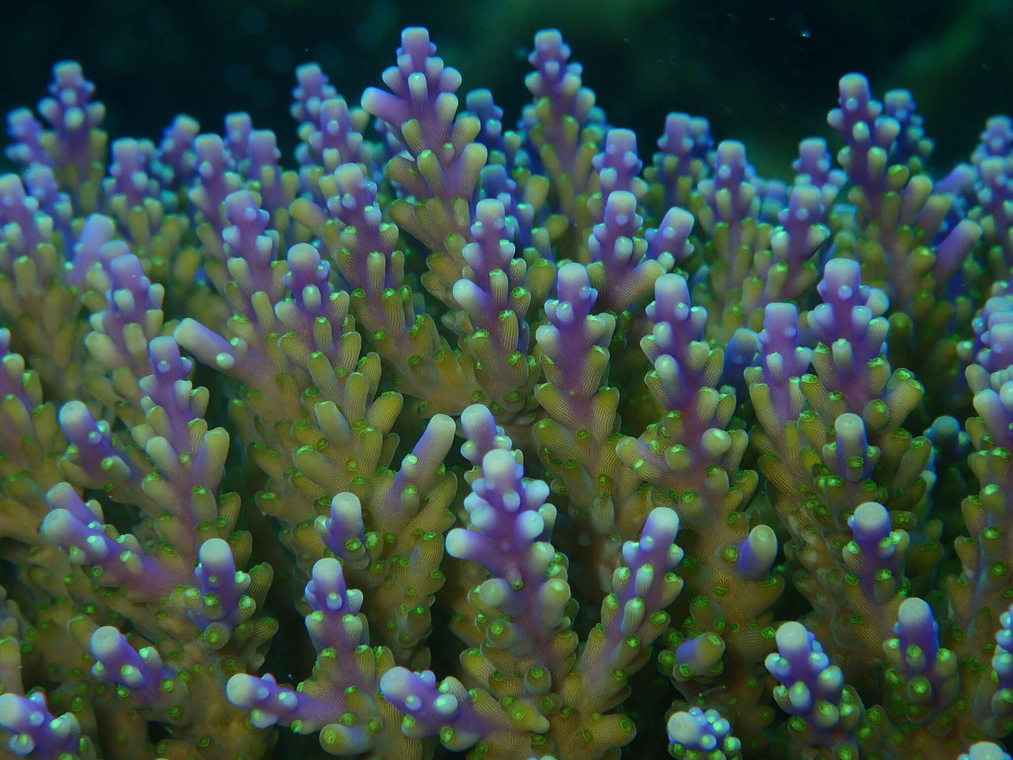 Image of Staghorn coral