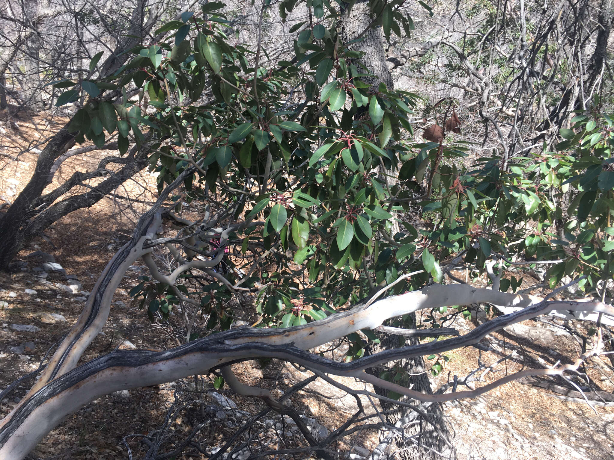 Image of Texas madrone