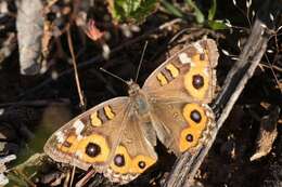 Image of Meadow Argus