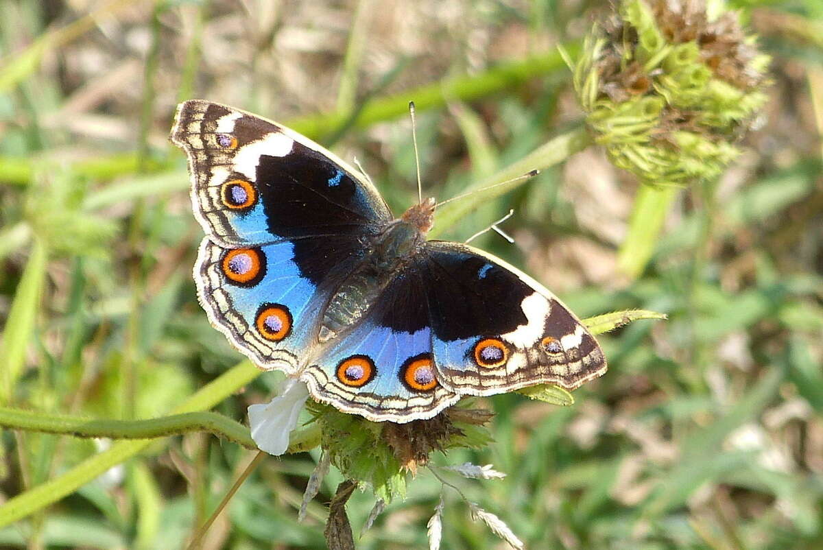 Image of Junonia orithya swinhoei Butler 1885