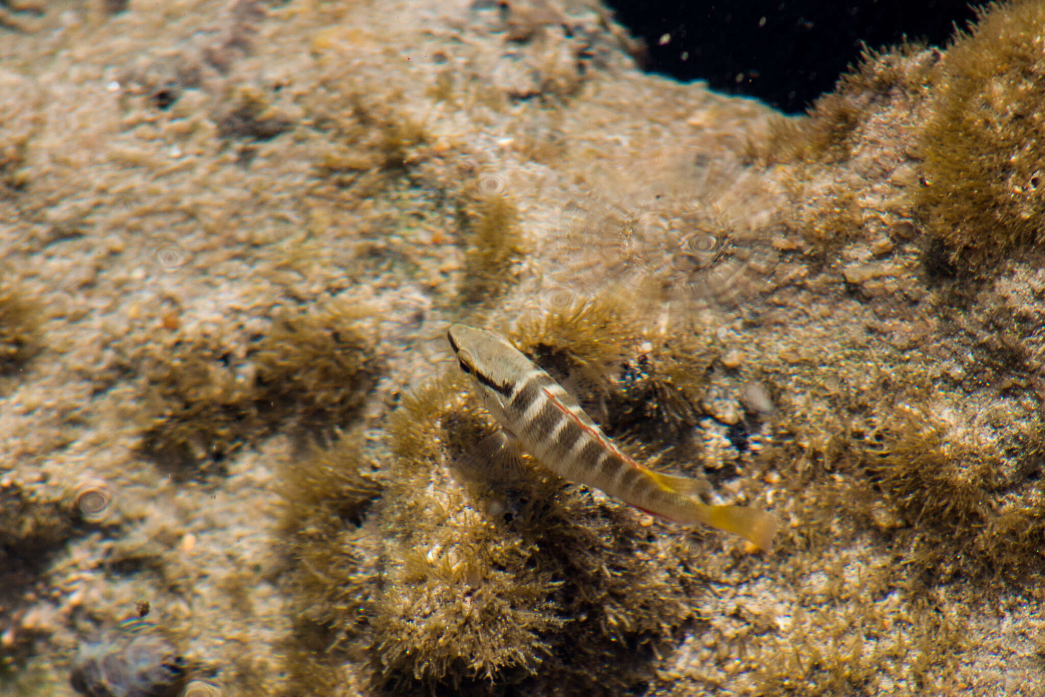 Image of Brazilian Snapper