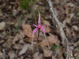 Image of Caladenia harringtoniae Hopper & A. P. Br.