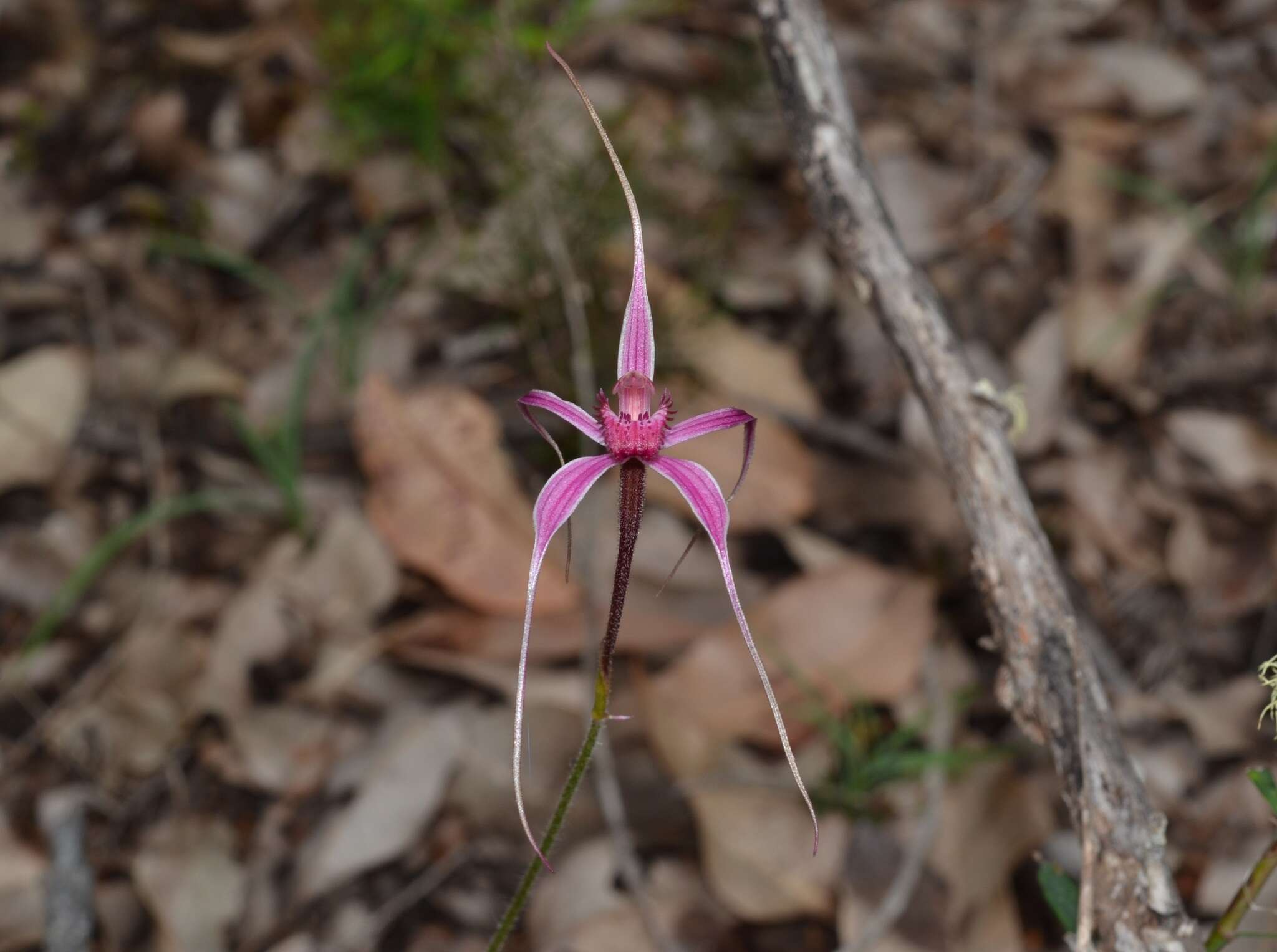 Image of Caladenia harringtoniae Hopper & A. P. Br.