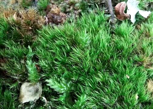 Image of Silky Forklet Moss