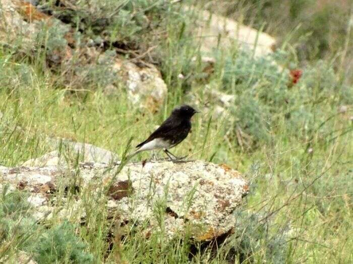 Image of Eastern Pied Wheatear