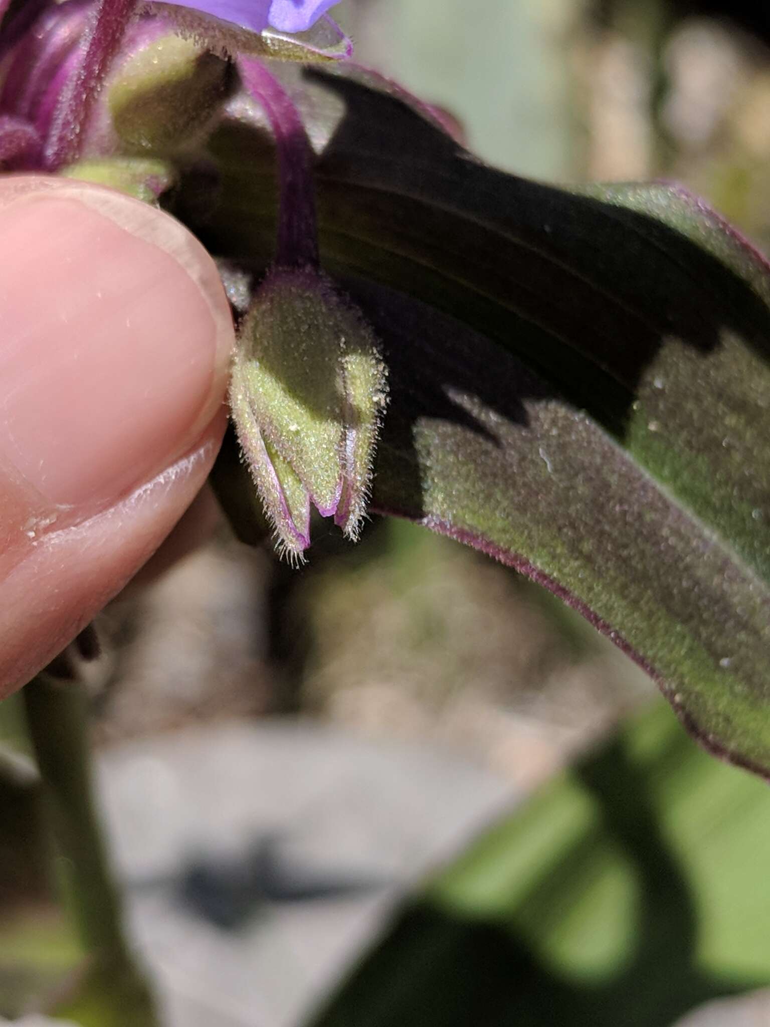 Image of Plateau Spiderwort