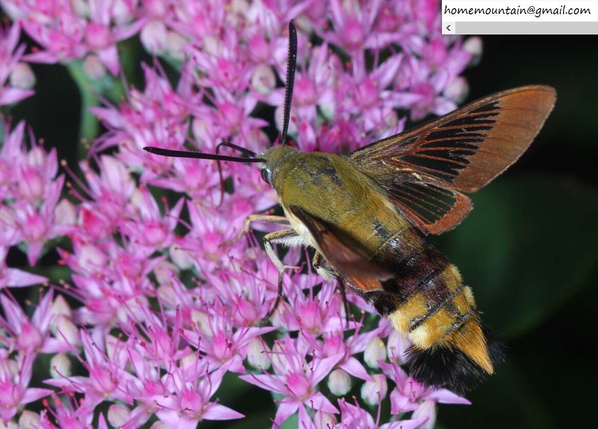 Imagem de Hemaris affinis (Bremer 1861)