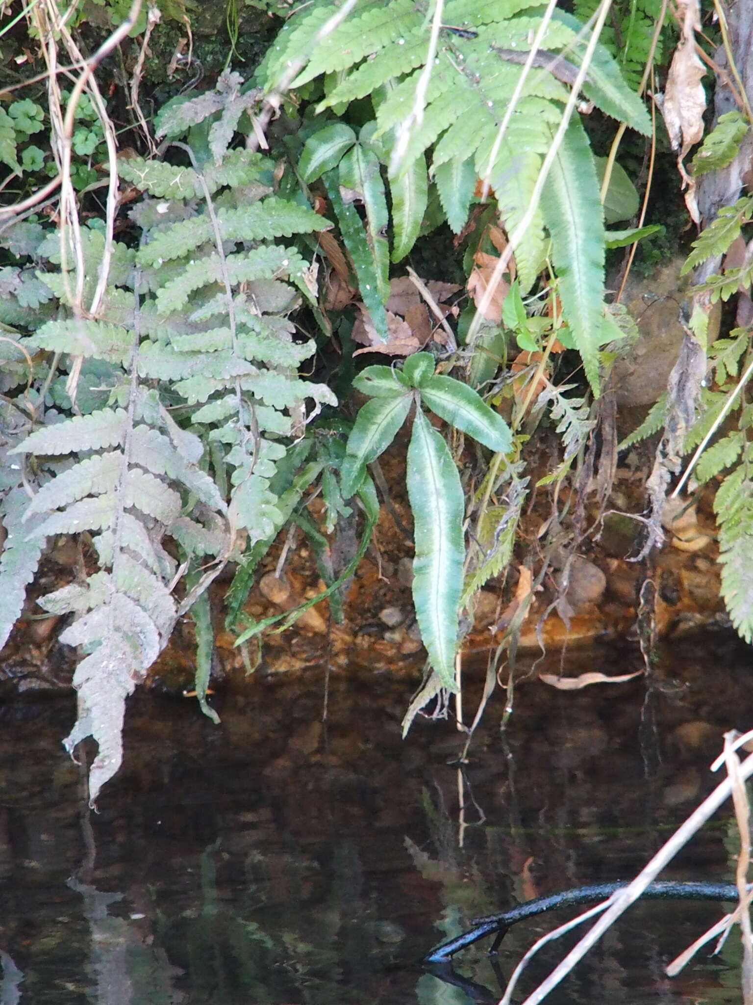 Image of Cretan brake