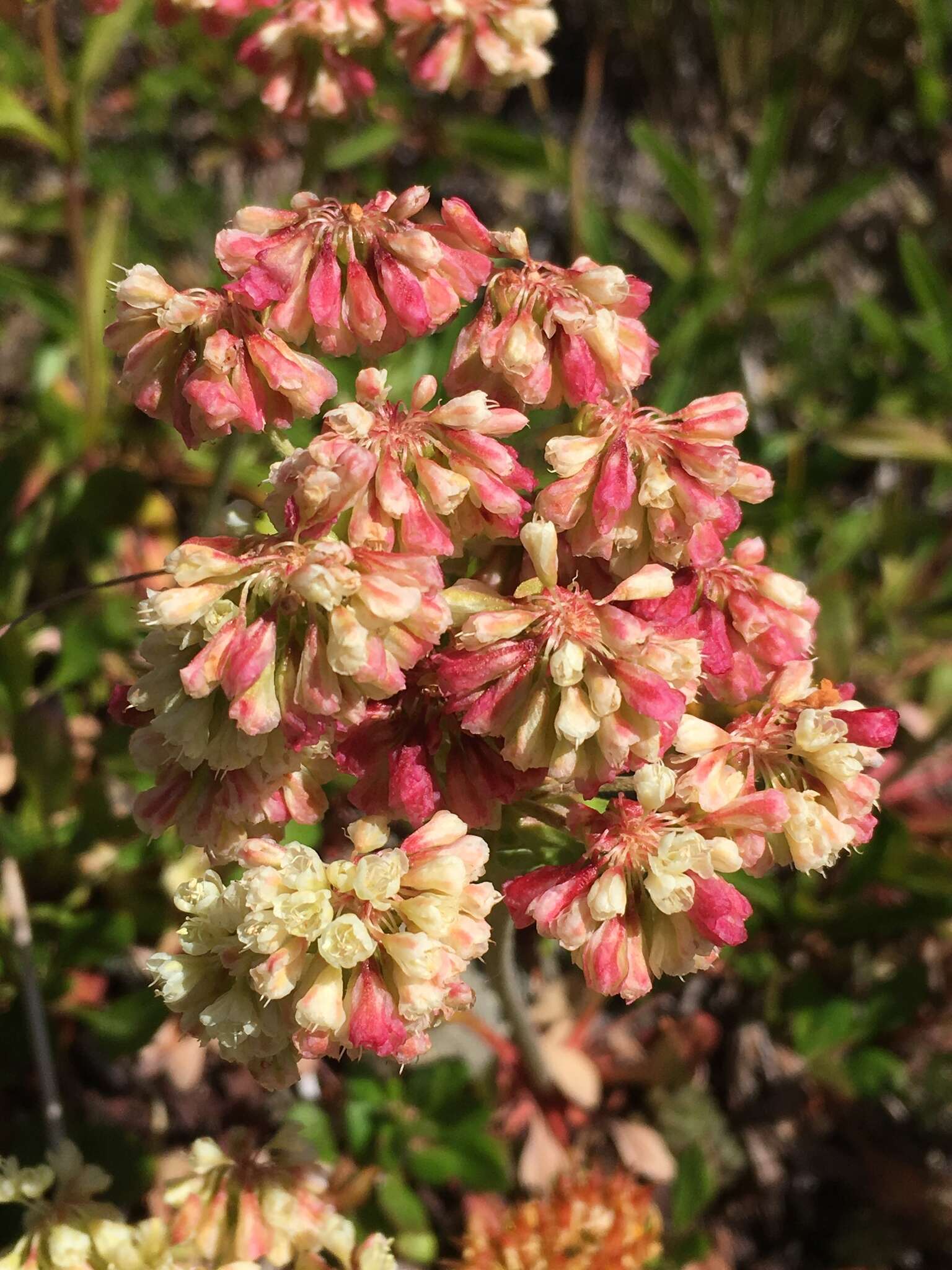 صورة Eriogonum umbellatum var. majus Hooker