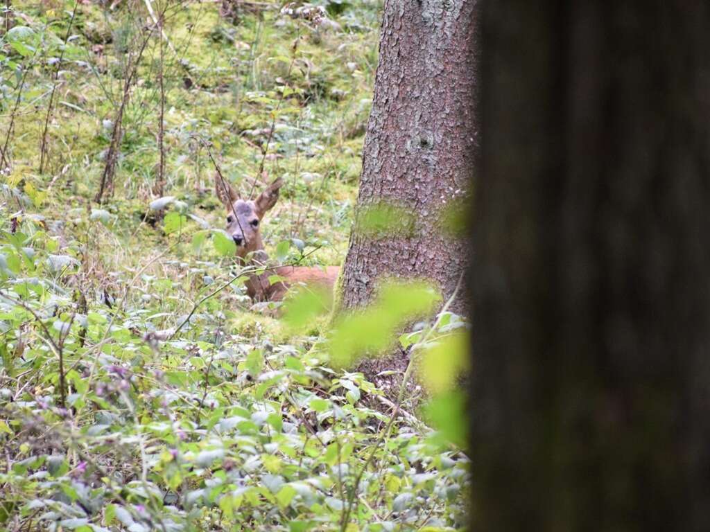 Sivun Metsäkauriit kuva