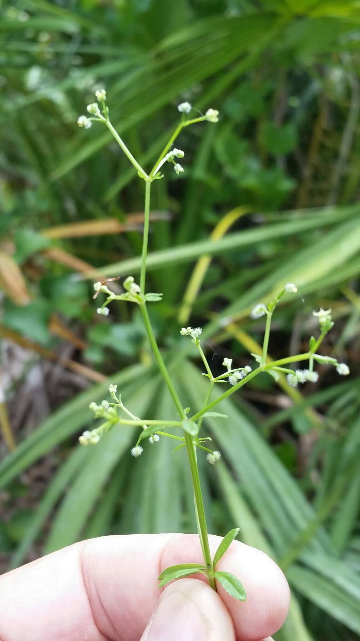 Plancia ëd Galium orizabense subsp. laevicaule (Weath. & Blake) Dempster