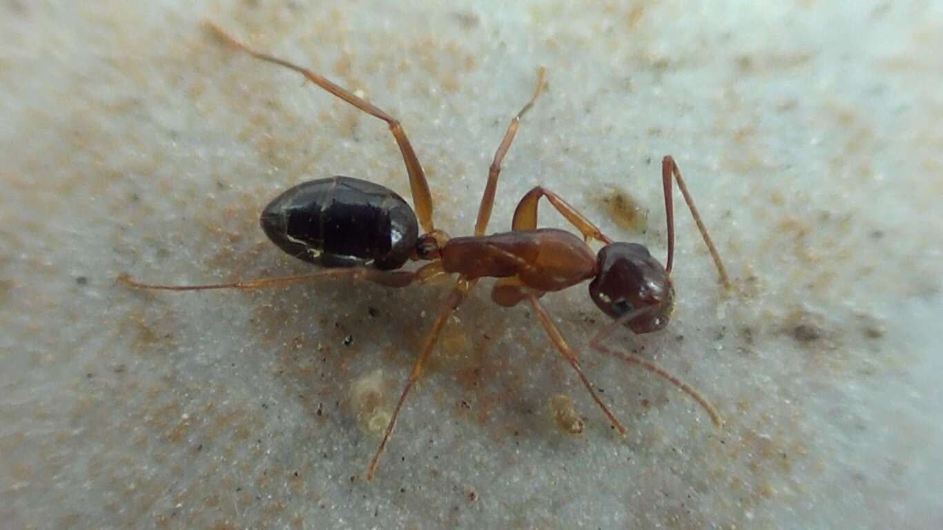 Image of Camponotus nylanderi Emery 1921