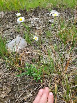 Image of Erigeron allisonii