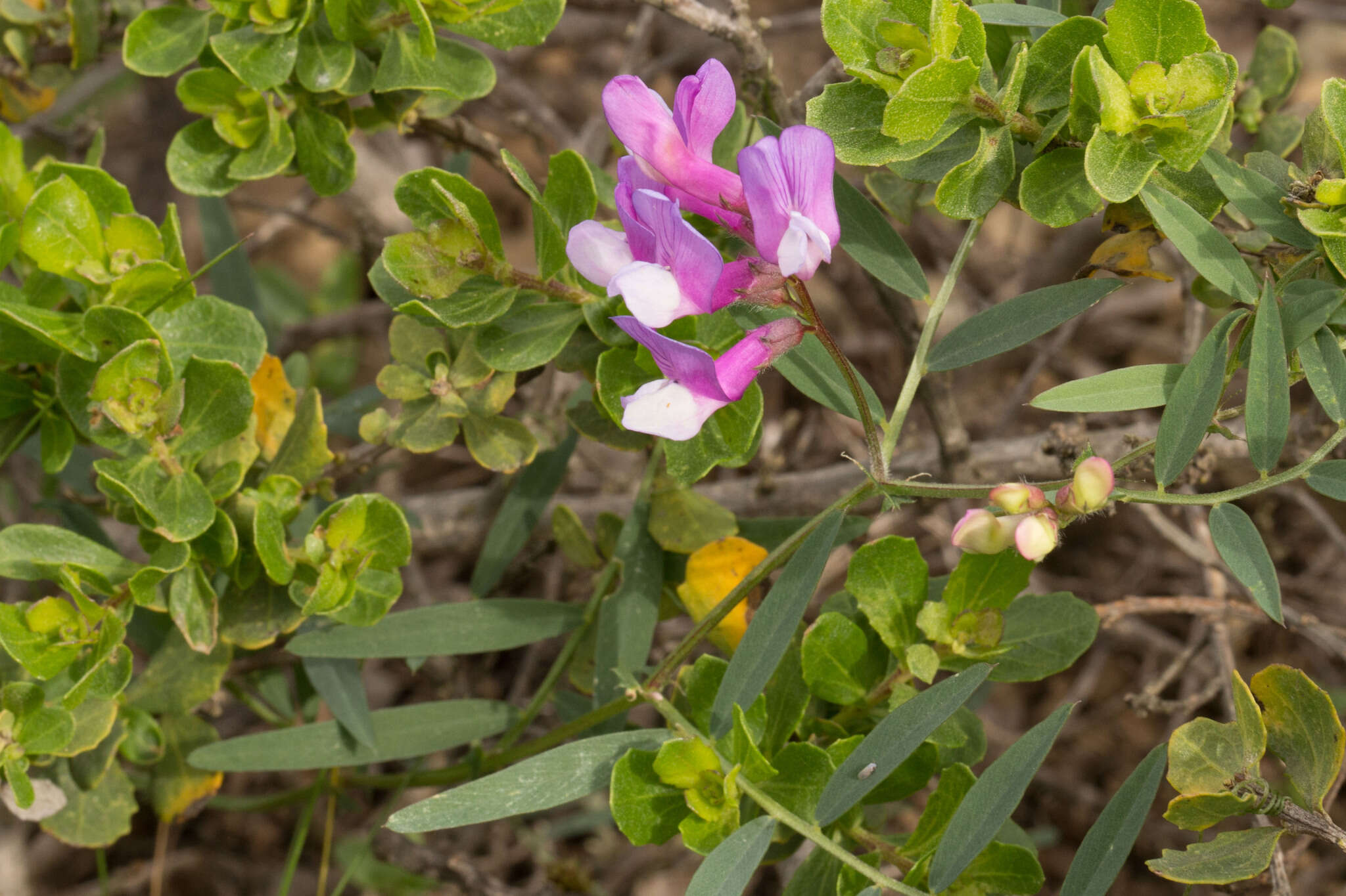 Vicia americana Willd. resmi