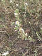 Image of white prairie aster