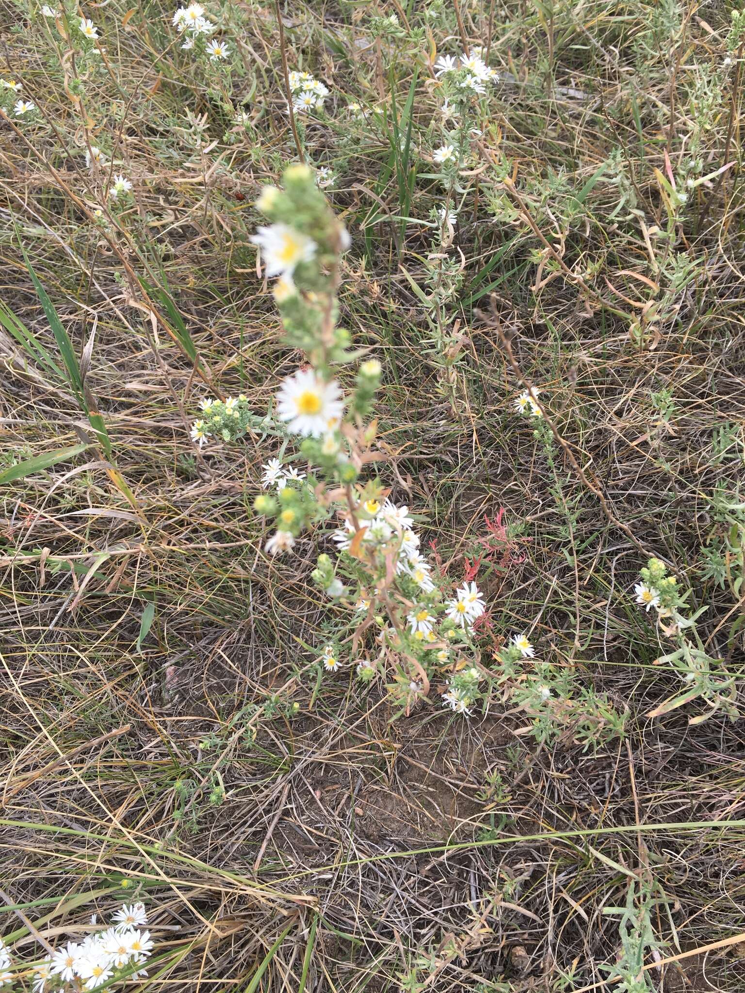 Image of white prairie aster