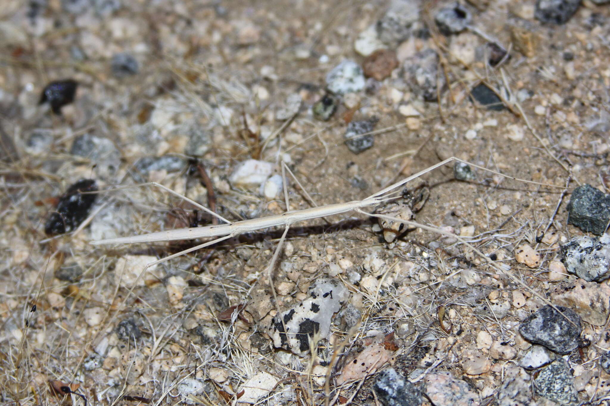 Image of Western Short-horn Walkingstick