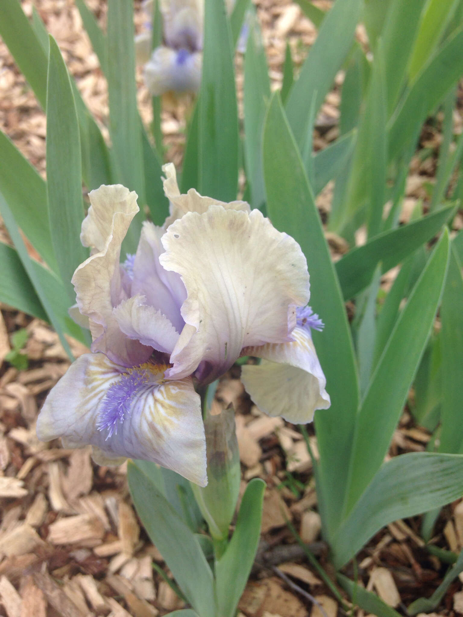 Image of Iris hybrida