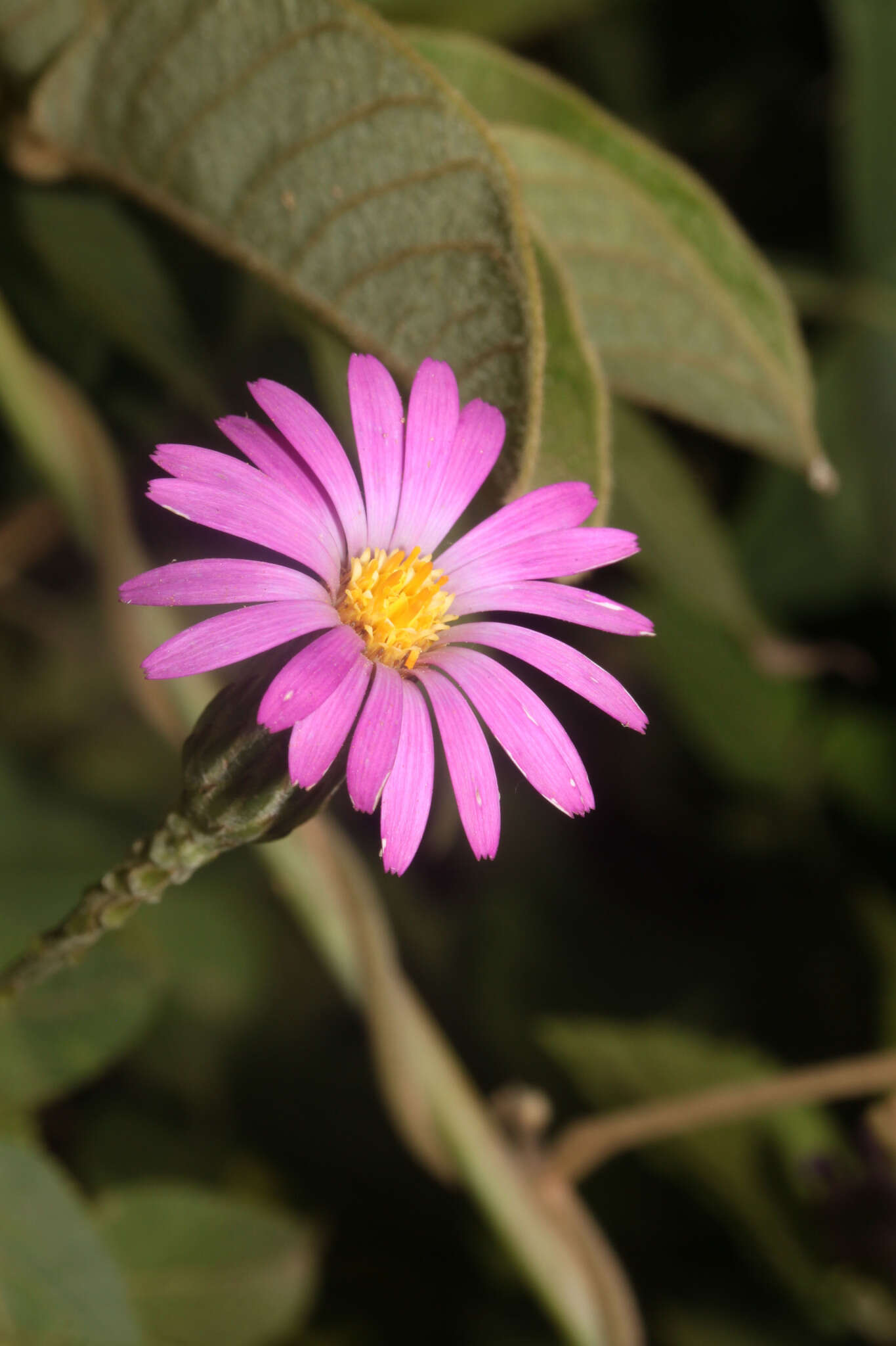 Image of Onoseris alata Rusby