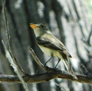 Image of southwestern willow flycatcher